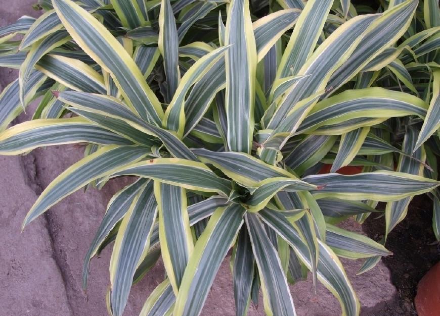 巴西美人繁殖教程和禁忌介紹(巴西美人繁殖方法和注意事項)