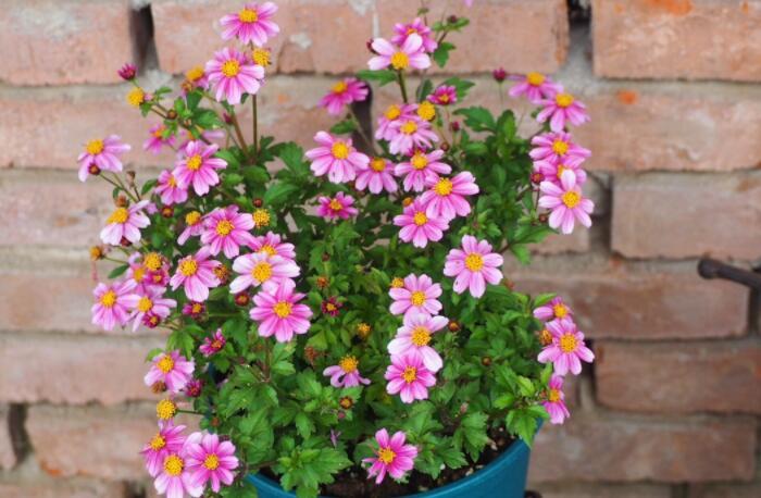 鬼針草養(yǎng)殖方法和注意事項(xiàng)介紹(鬼針草養(yǎng)殖方法和注意事項(xiàng))