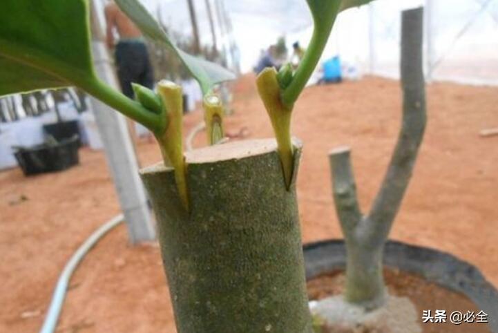 熱文常用的樹苗嫁接方法(樹苗嫁接方法)