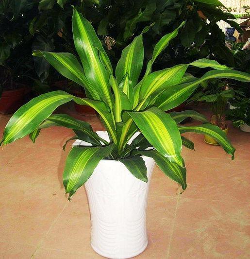 巴西美人繁殖教程和禁忌介紹(巴西美人繁殖方法和注意事項)