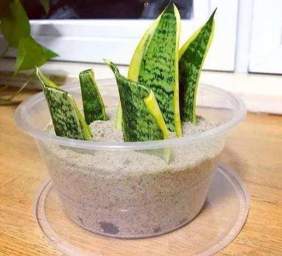 虎尾蘭的繁殖方法介紹(虎尾蘭的繁殖方法)