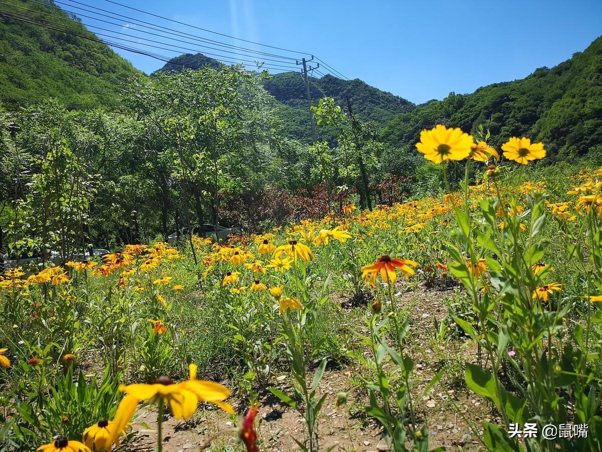 楯的意思(楯怎么讀)
