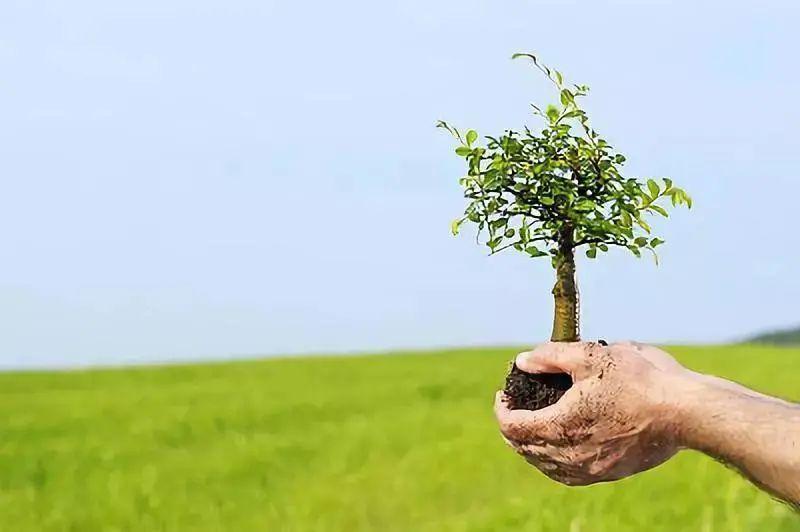 熱文木會是什么字(木會讀什么)