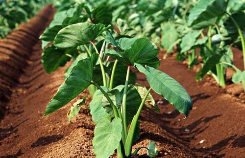 種芋頭的方法有什么(種芋頭的方法)