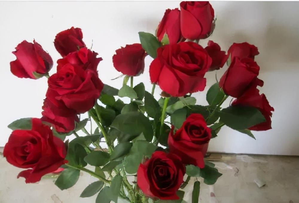 玫瑰怎么養才不會枯萎(玫瑰怎么養才好)