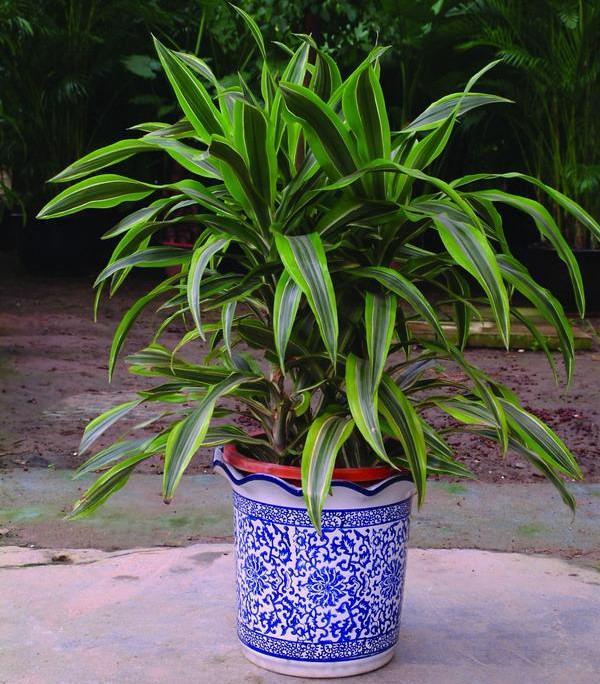 巴西美人繁殖教程和禁忌介紹(巴西美人繁殖方法和注意事項)