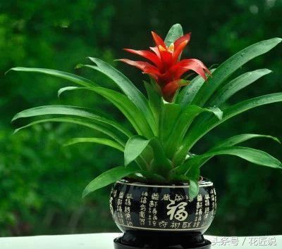 小紅星如何養長的好(小紅星怎么養長的好)