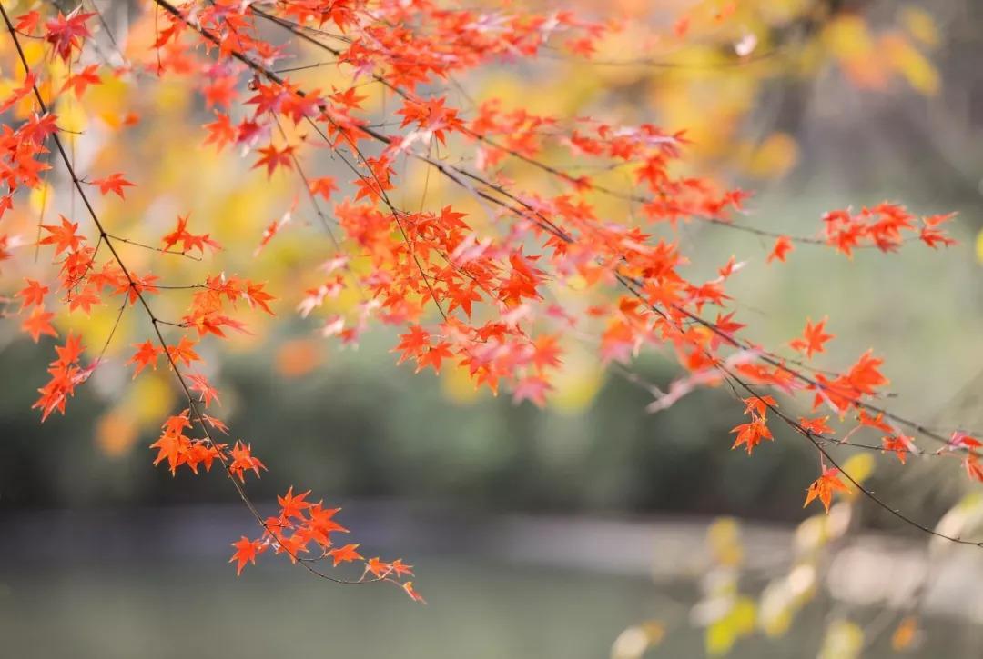 犯上作亂的意思(犯上作亂是什么意思)