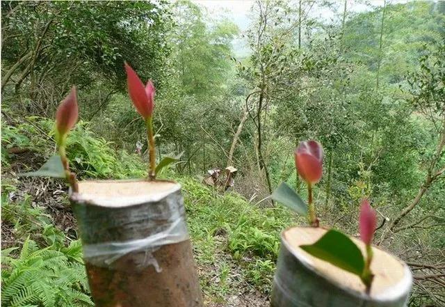 常用的樹苗嫁接方法(樹苗嫁接方法)