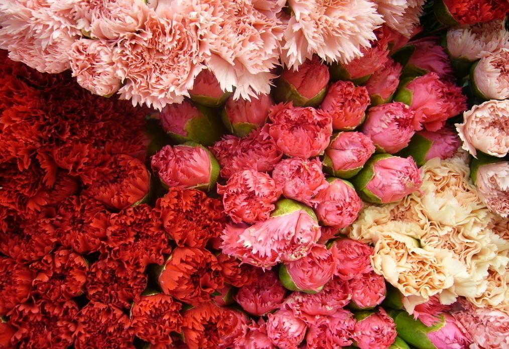 給母親送康乃馨的禁忌 康乃馨送母親幾朵最好