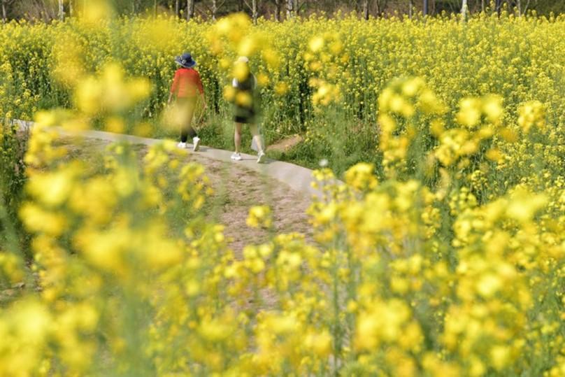 蛇為什么會鉆進馬桶(蛇為什么會從馬桶里鉆出來)