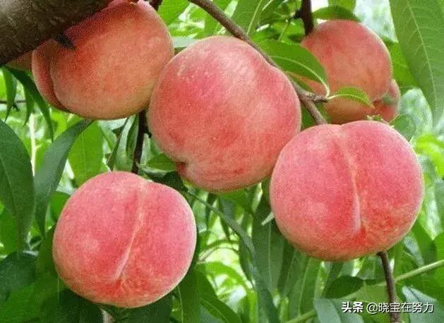 山東特產(chǎn)(山東特產(chǎn)排行榜前十名)