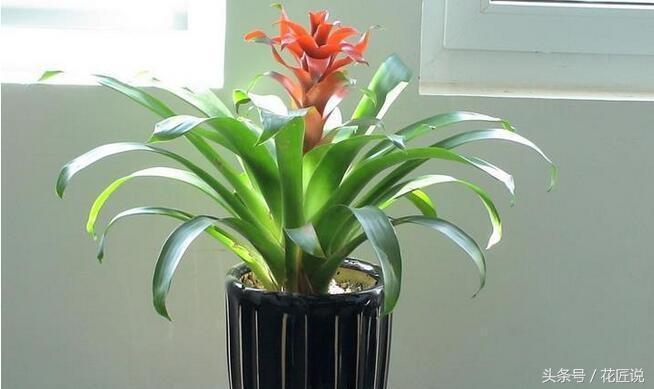 小紅星如何養長的好(小紅星怎么養長的好)