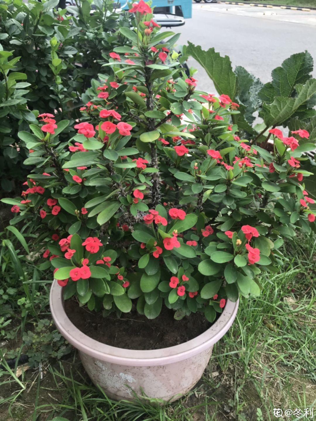 一春一秋不開花的生肖介紹(一春一秋不開花是什么生肖)