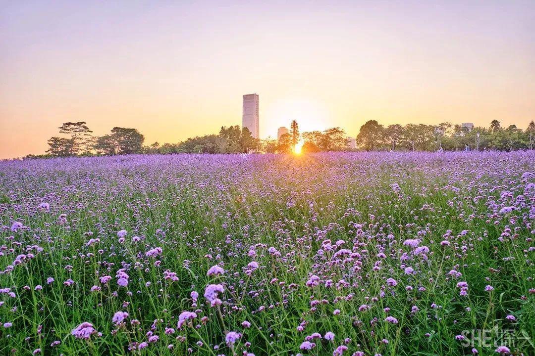 深圳哪里好玩(深圳必須去的50個地方)