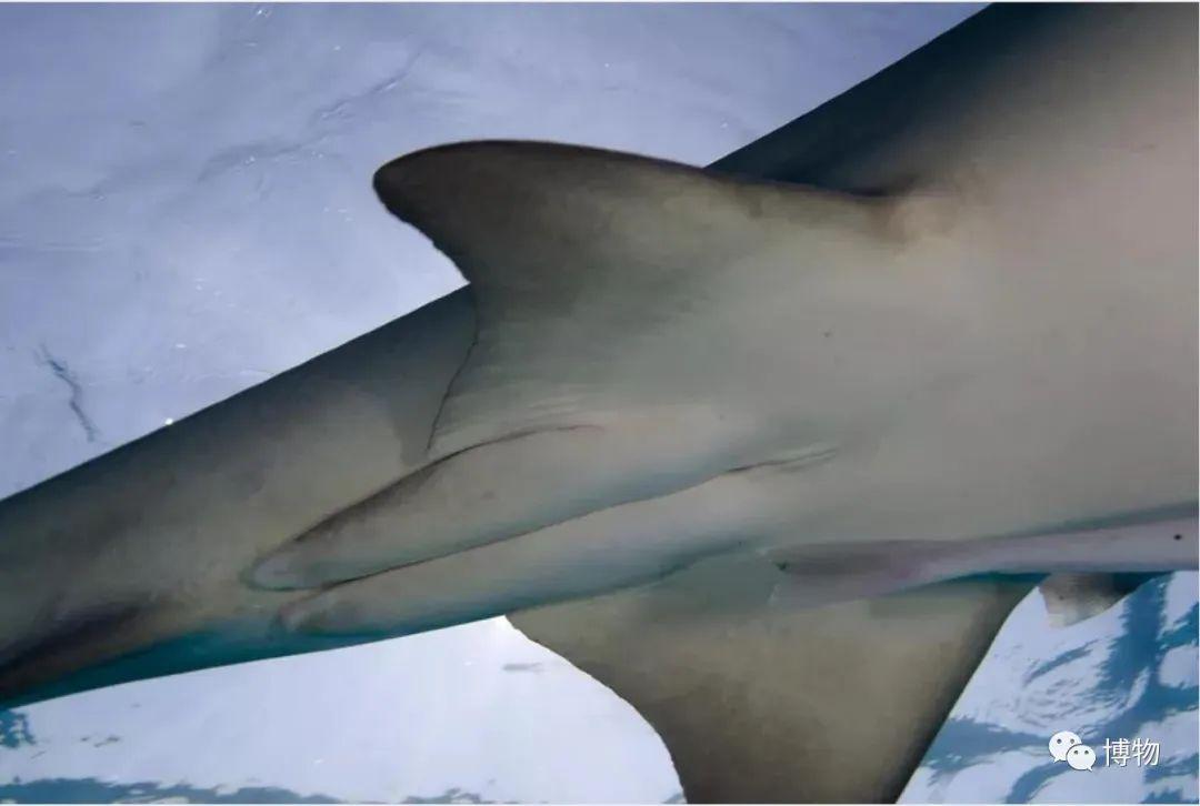 卵生與胎生的區(qū)別(卵生與胎生的區(qū)別在哪里)