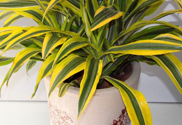 巴西美人繁殖教程和禁忌介紹(巴西美人繁殖方法和注意事項)