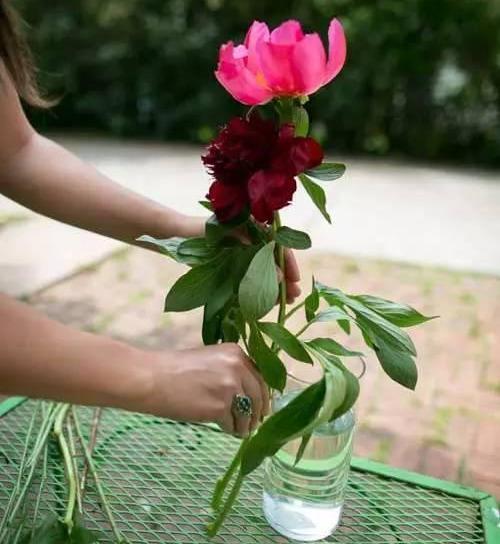 鮮切花如何延長花期(為了延長鮮花的保鮮期剪花枝時怎么做效果會更好？)