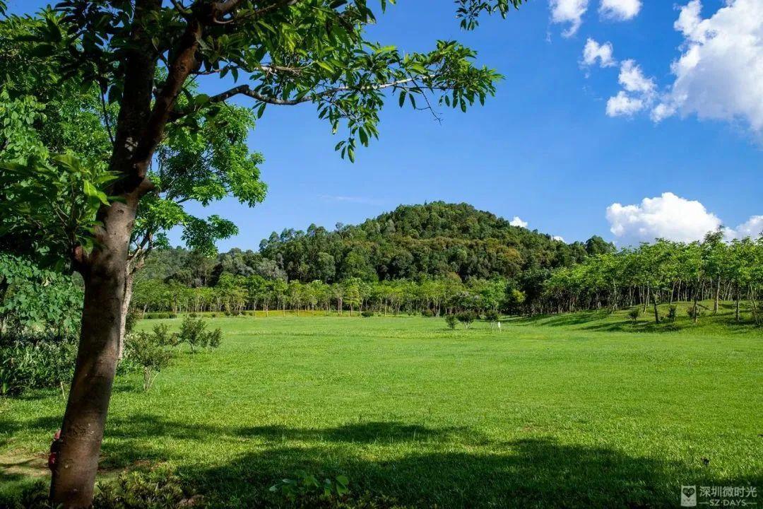 深圳地鐵線路圖 深圳地鐵2022年線路圖