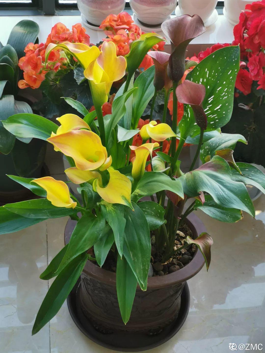 一春一秋不開花的生肖介紹(一春一秋不開花是什么生肖)