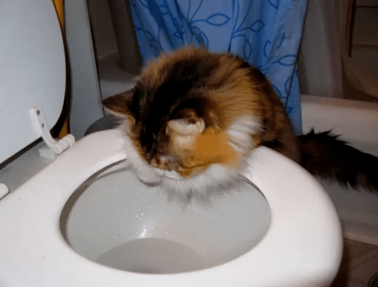 蛇為什么會鉆進馬桶(蛇為什么會從馬桶里鉆出來)