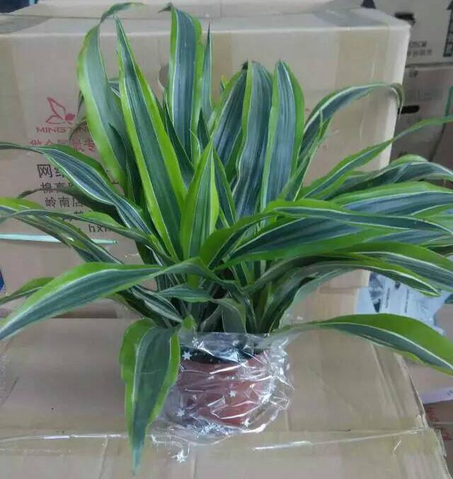 巴西美人繁殖教程和禁忌介紹(巴西美人繁殖方法和注意事項)