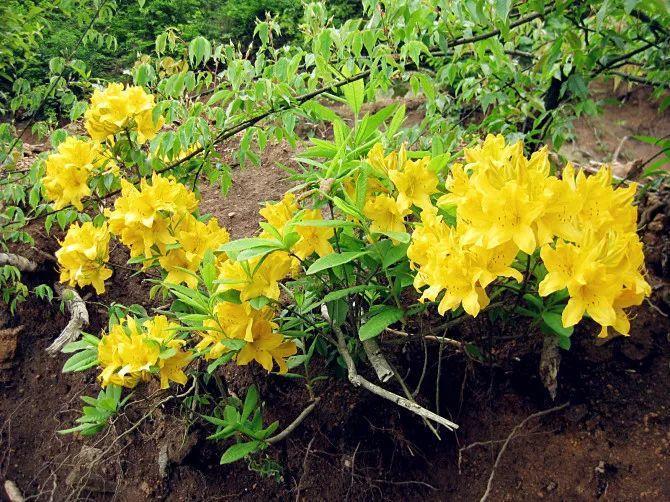 一春一秋不開花的生肖介紹(一春一秋不開花是什么生肖)