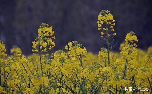 離落疏疏一徑深原文及翻譯(離落疏疏一徑深疏疏的意思)