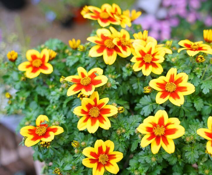 鬼針草養(yǎng)殖方法和注意事項(xiàng)介紹(鬼針草養(yǎng)殖方法和注意事項(xiàng))