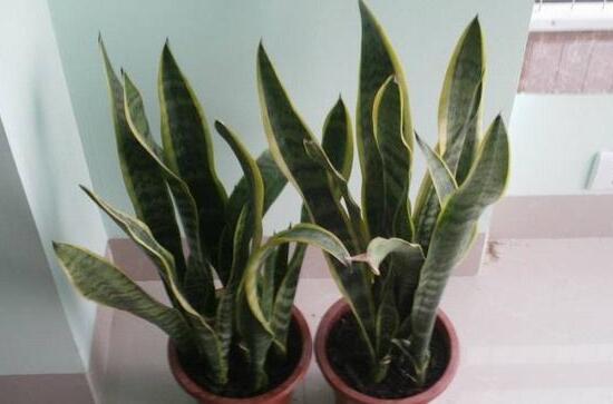 虎皮蘭有什么功效作用(虎皮蘭的功效作用)