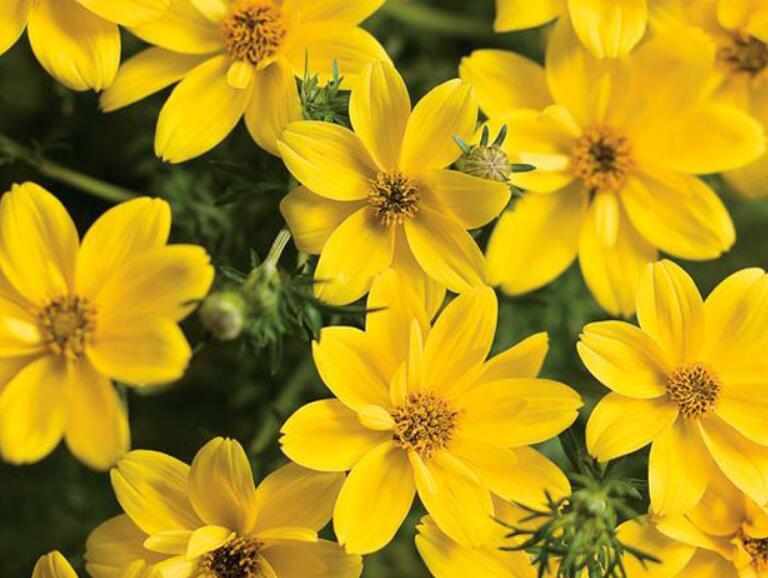 鬼針草養(yǎng)殖方法和注意事項(xiàng)介紹(鬼針草養(yǎng)殖方法和注意事項(xiàng))