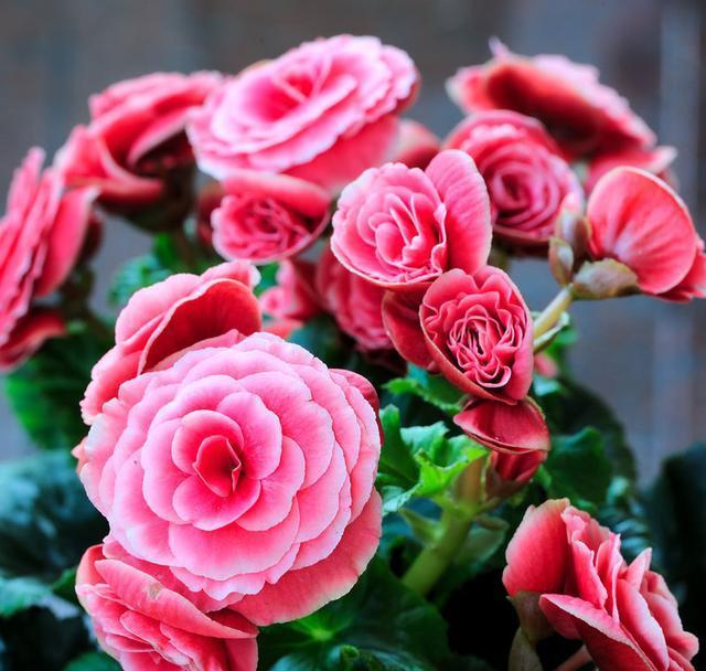 麗格海棠掉葉子的原因(麗格海棠為什么掉葉子)