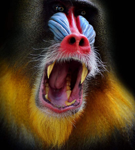 馬猴為什么不合(為什么叫馬猴)