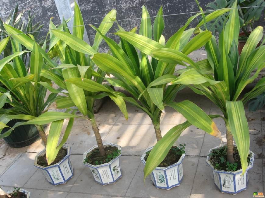 巴西美人繁殖教程和禁忌介紹(巴西美人繁殖方法和注意事項)