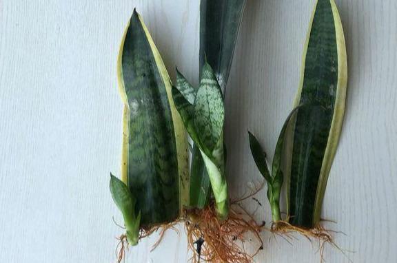 虎尾蘭的繁殖方法介紹(虎尾蘭的繁殖方法)