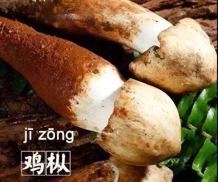 怎么讀棹(棹怎么讀音)