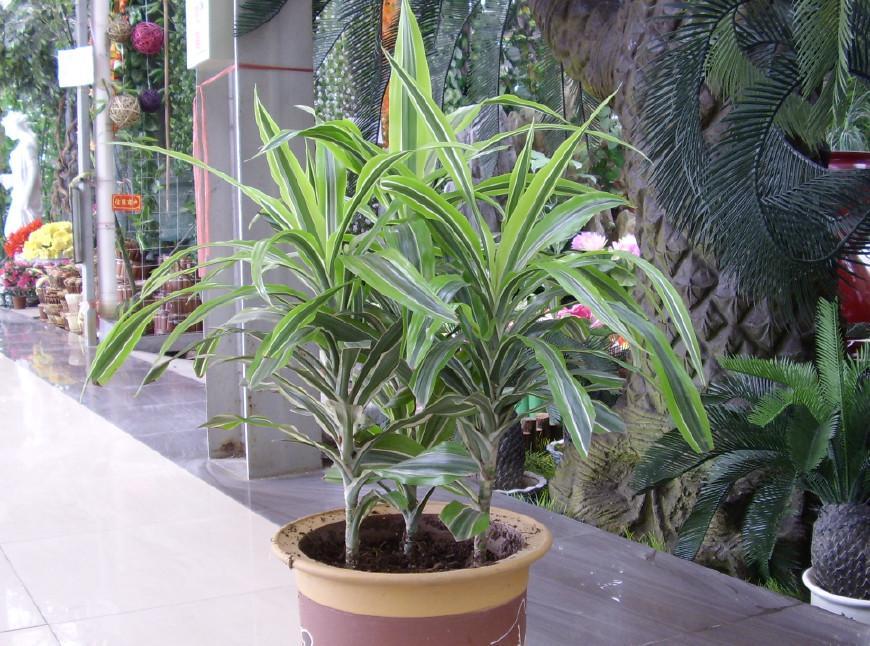 巴西美人繁殖教程和禁忌介紹(巴西美人繁殖方法和注意事項)