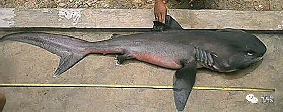 卵生與胎生的區(qū)別(卵生與胎生的區(qū)別在哪里)