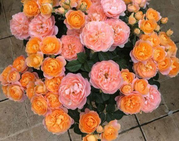 虎尾蘭的繁殖方法介紹(虎尾蘭的繁殖方法)