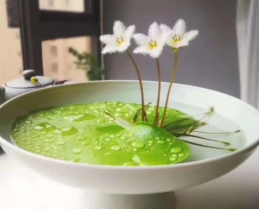 一葉蓮可以養多長時間(一葉蓮能養多久)