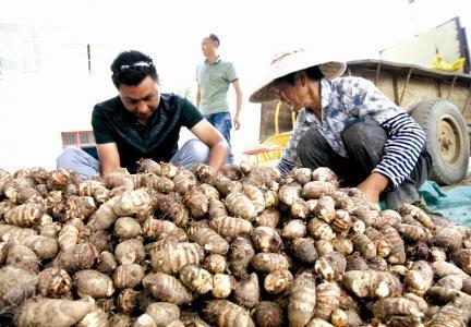 種芋頭的方法有什么(種芋頭的方法)