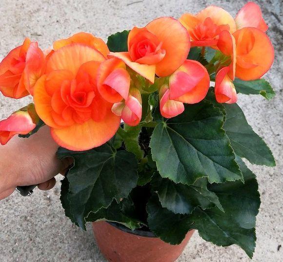 麗格海棠掉葉子的原因(麗格海棠為什么掉葉子)