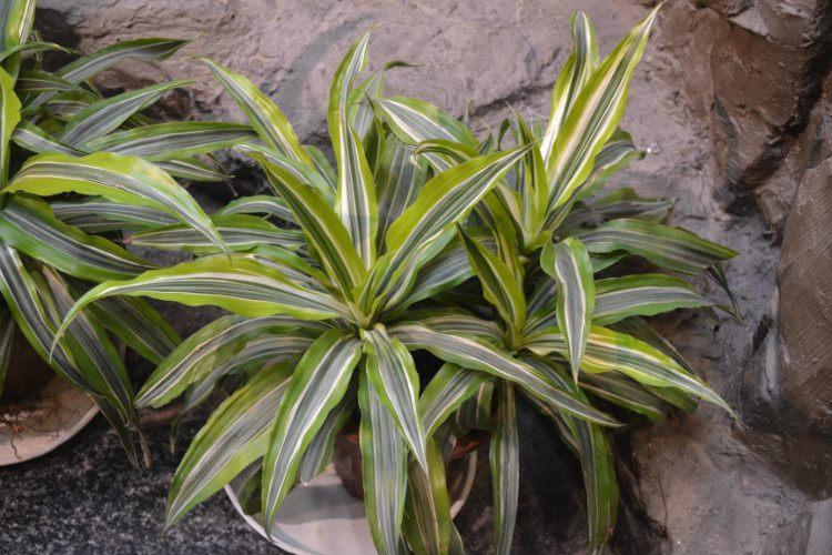 巴西美人繁殖教程和禁忌介紹(巴西美人繁殖方法和注意事項)