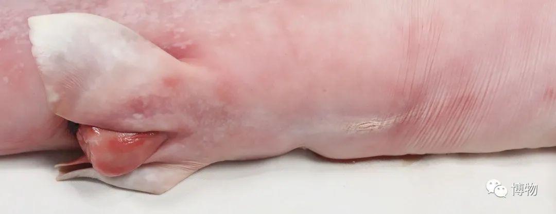 卵生與胎生的區(qū)別(卵生與胎生的區(qū)別在哪里)