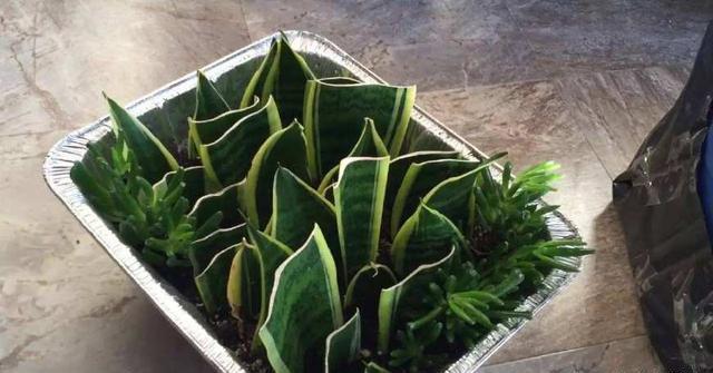 虎尾蘭的繁殖方法介紹(虎尾蘭的繁殖方法)