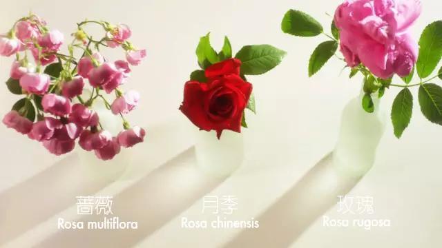 玫瑰花醬如何制作(玫瑰花醬怎么制作)