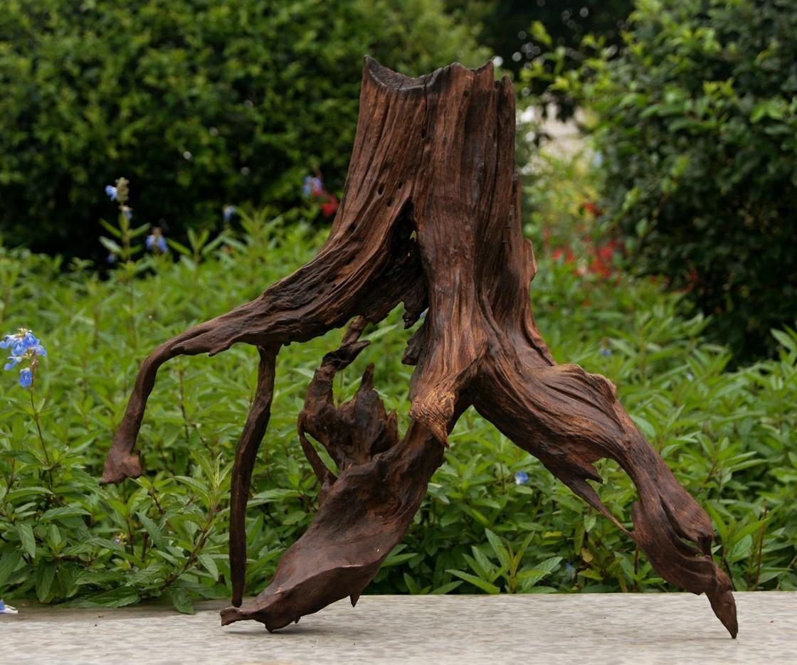 什么是沉木(什么沉木不黃水)