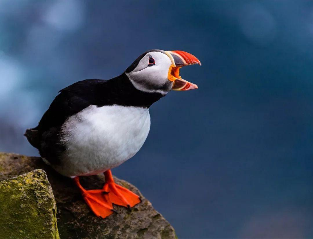 什么是單反數碼相機(數碼相機單反是什么意思)