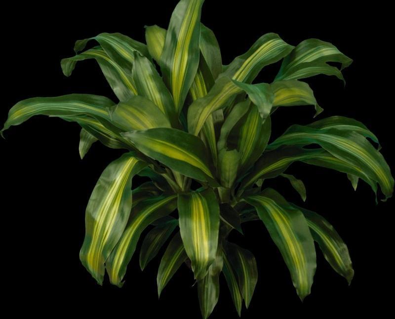 巴西美人繁殖教程和禁忌介紹(巴西美人繁殖方法和注意事項)