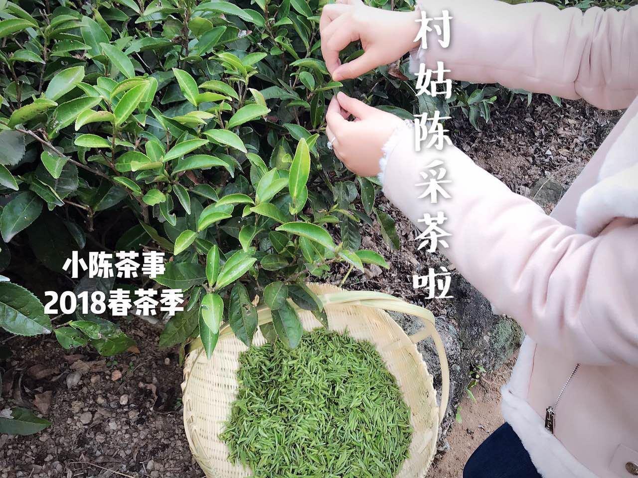 關于白茶簡介(白茶是什么茶類)